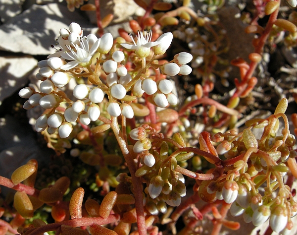 Sedum album